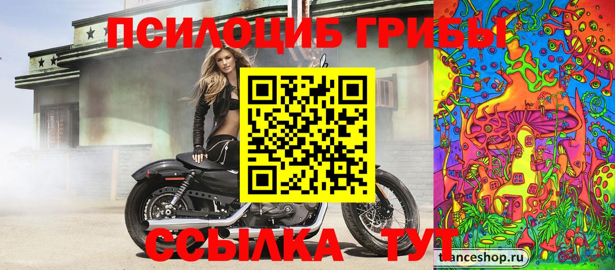 Псилоцибиновые грибы Psilocybine cubensis Алейск